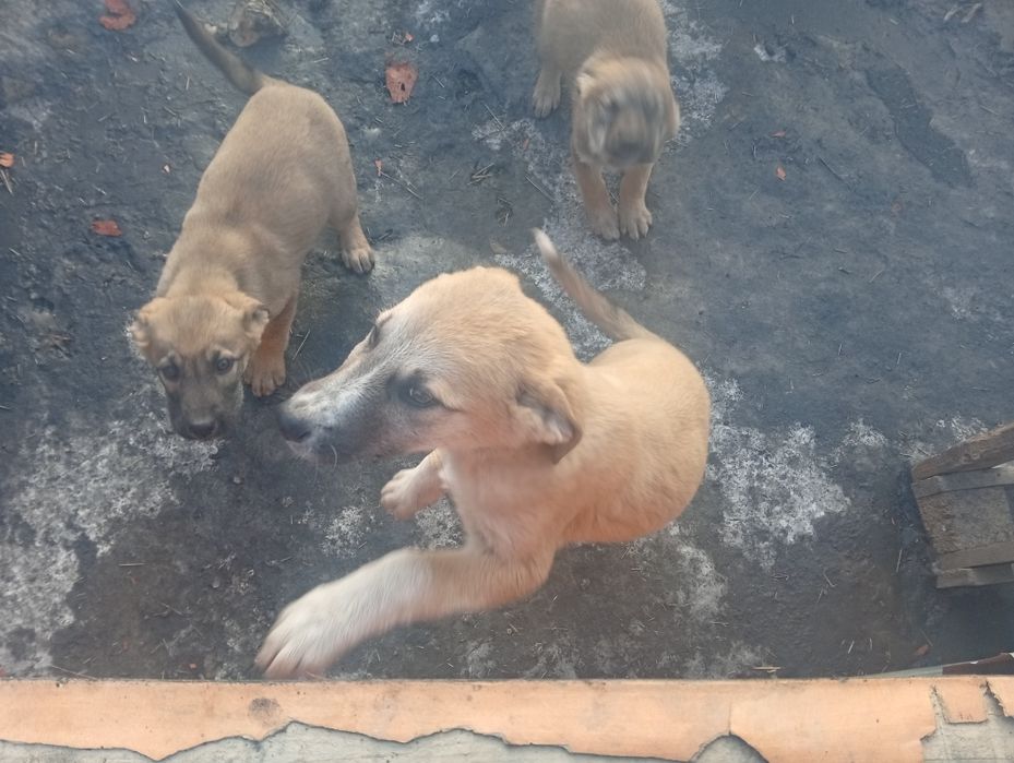 Отдам даром щенков