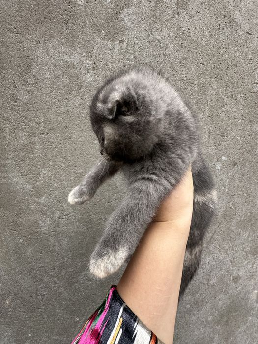 Котенки британские вислоухие