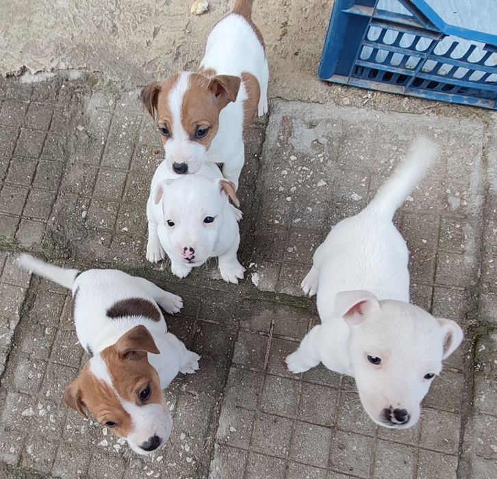 Джак Ръсел Териер