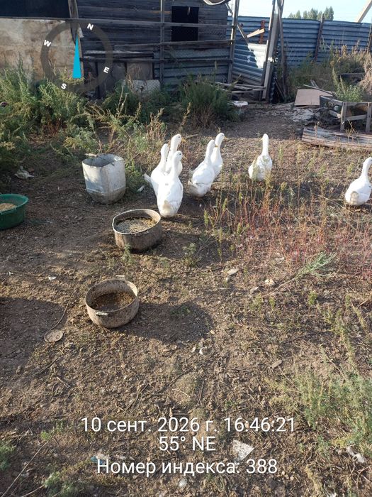 Продам  уток стар 53