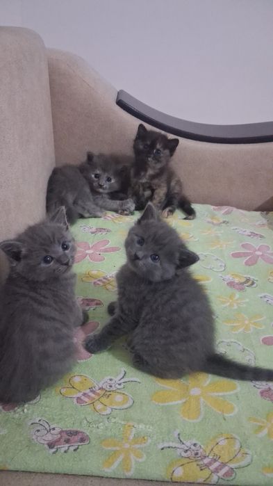 Бесплатно котята