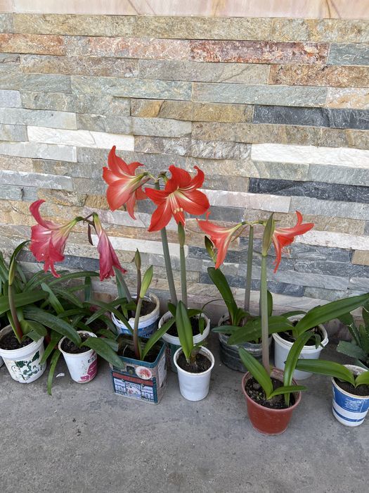 Амаралис гуллари. Цветы комнатные