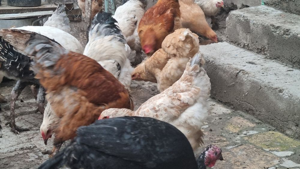 Kurka va brama tovuqlar sotiladi