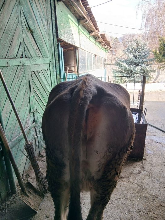 Продам корову молочную