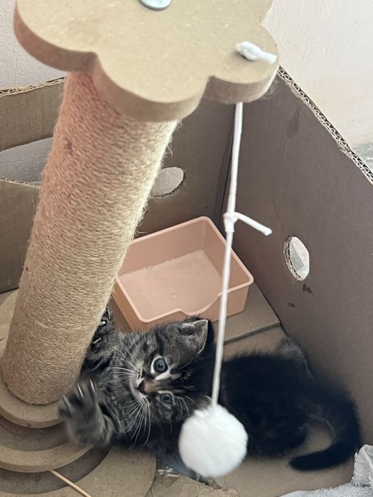 Милые игривые Котята