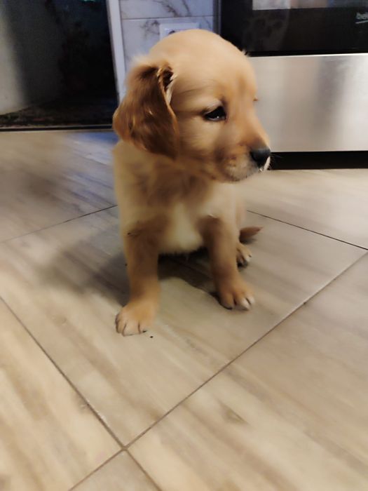 Goldeni retriever