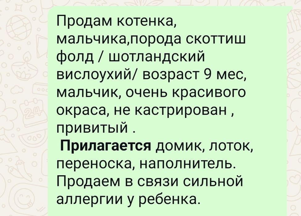 Котенок .продам.