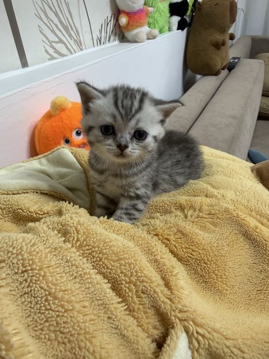 Продам котят шотландцев ,вислоухих
