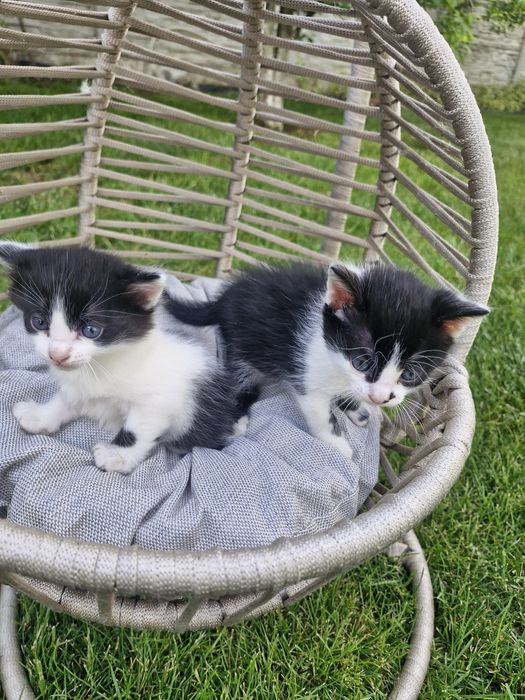Подарявам малки котета