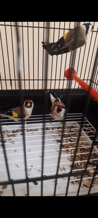 Kokil duragay kokil sotiladi