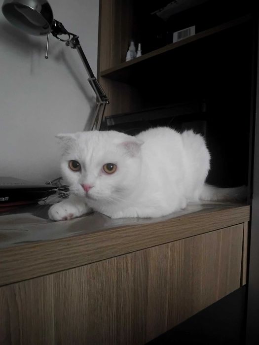 Отдам кошку даром.