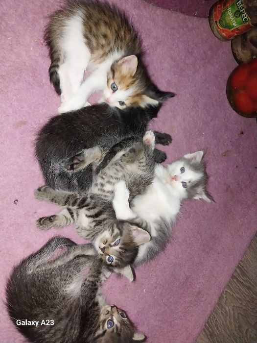 Отдам котят даром