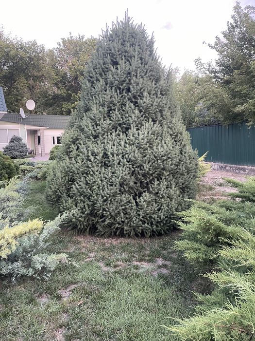 Голубая ель, сосны, туи