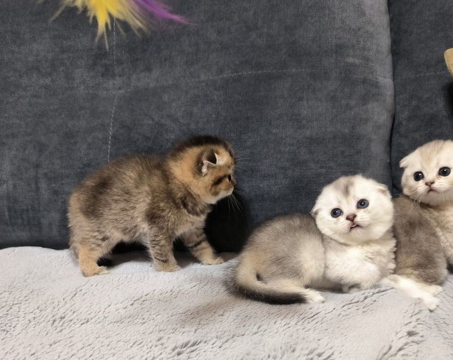 Продаются котята