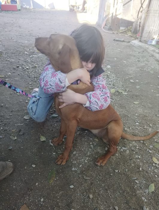 Ofer cazare/dresaj pentru câini – Grijă, experiență și siguranță!