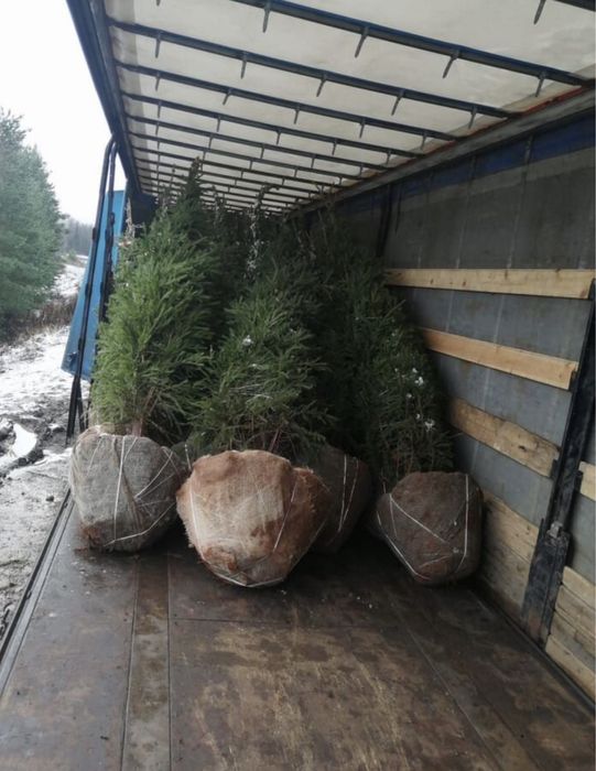 Голубые ели, сосны, туи