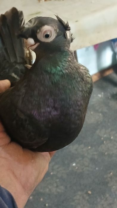 Робочая голубка из под жолтых