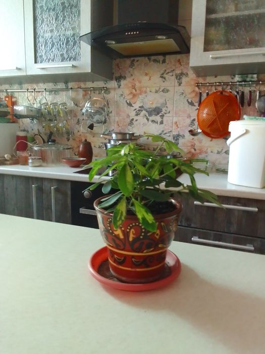 Цветы в горшках.