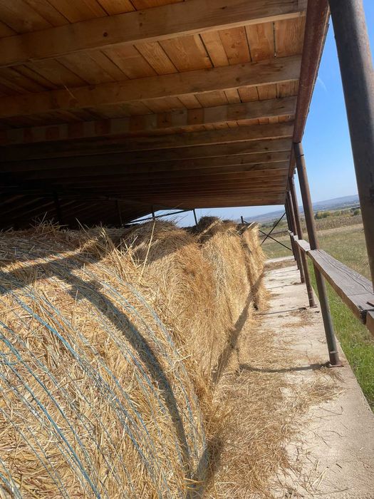 Vînd baloți de semănătură la 1.80 înălțime în jur de 500 600 kg