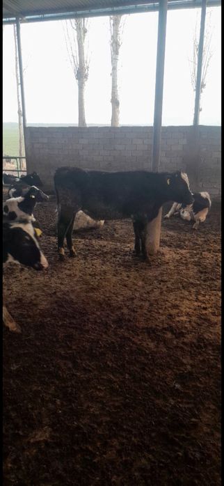 Чорни пиостра расиски букалар