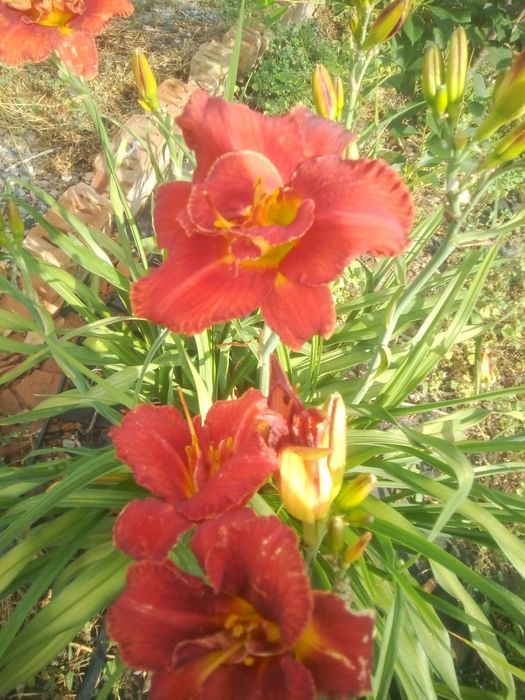 Продаю многолетние цветы дёшево