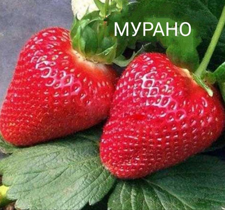 Продам дачу сад Здоровье
