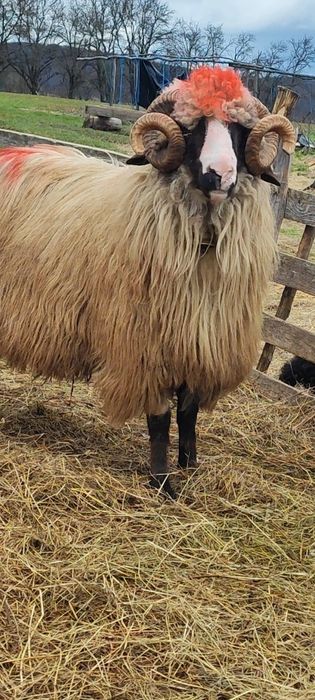 De vânzare berbeci și cârlani!