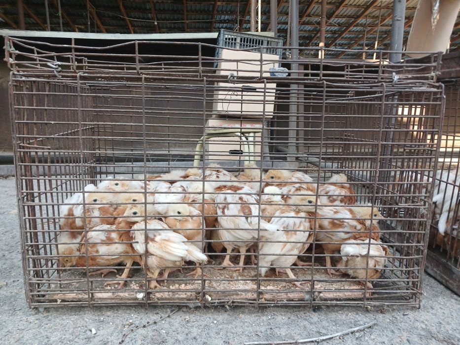 Цыплята ломан браун