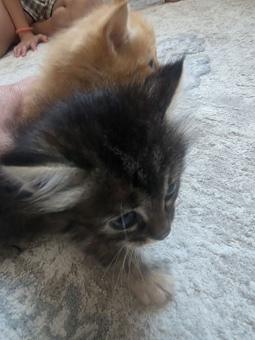 Отдам котят в добрые руки