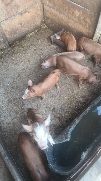 Vând în vârstă de 6 saptamani