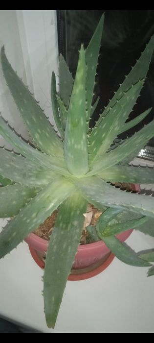 Алоэ вера большие