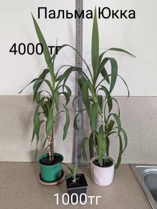 Цветы комнатные разные