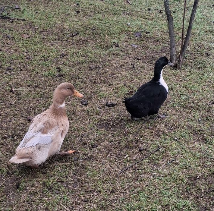 Rațe românești femele