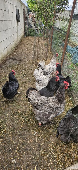 Pui Australorp ,La Bresse , OliveEgger