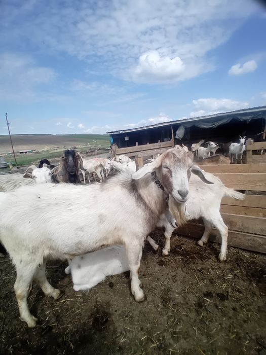 Mascul tânăr, ciut genetic , foarte bun pentru reproducție!