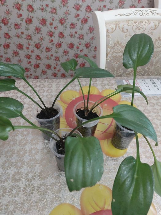 Абутилон,гибискусы