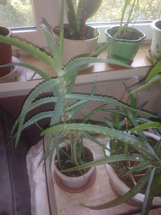 Продаю алой Вера