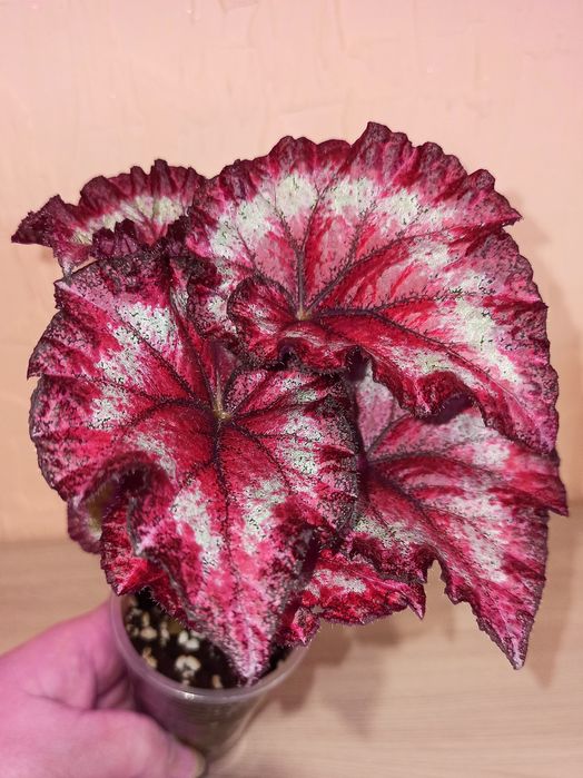 Бегония сортовая