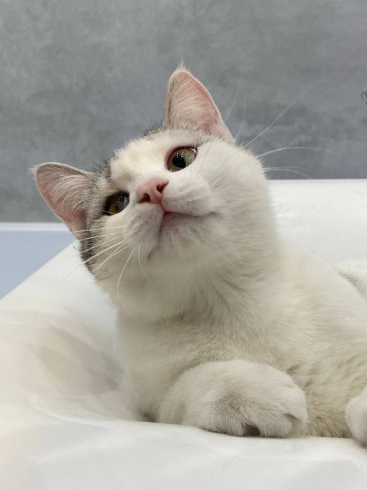 Котик ищет себе дом