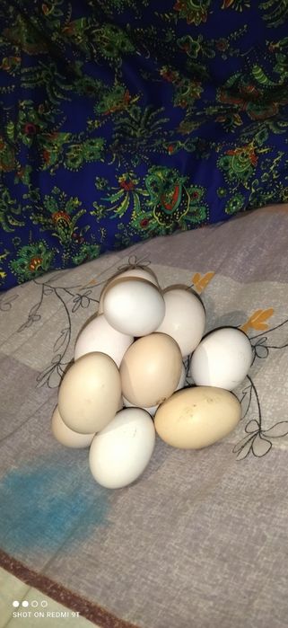 Яйца домашные для инкубации