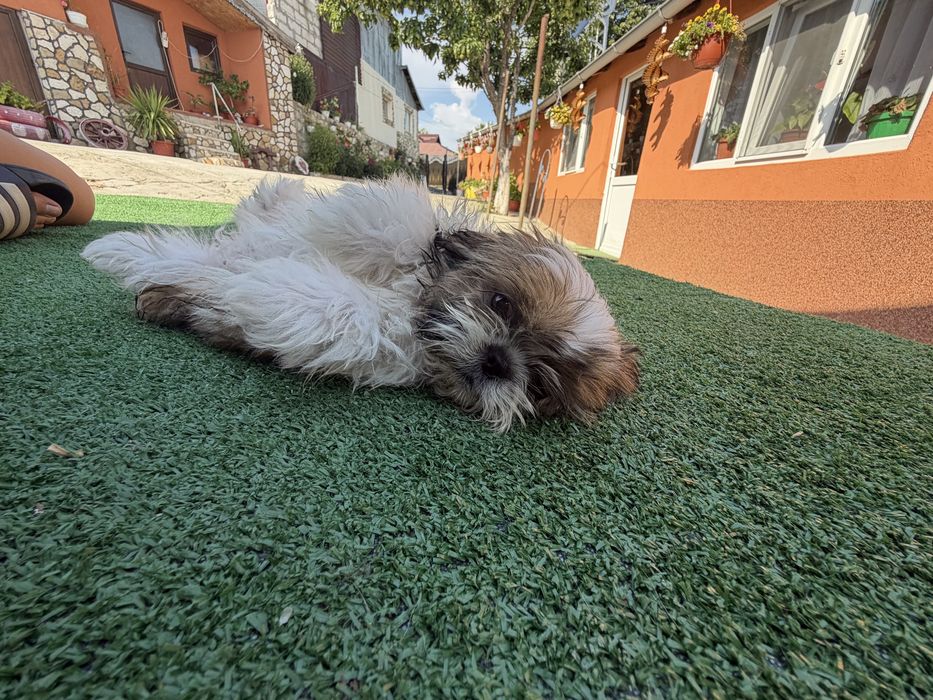 Shih Tzu 2 luni dragalas