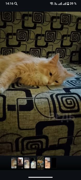 Отдам в добрые руки