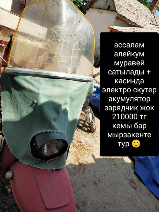 Муравей в хорошем состояние