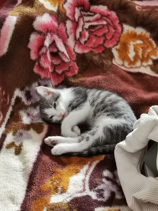 Отдам котенка в хорошие руки