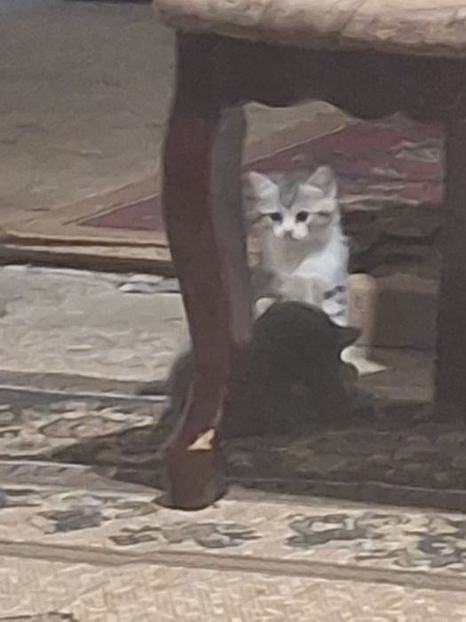 Скотиш страит котята