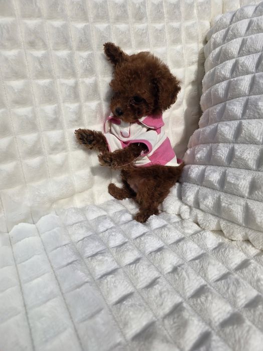 Резервирано!Пудел тийкъп момче с документ за произход