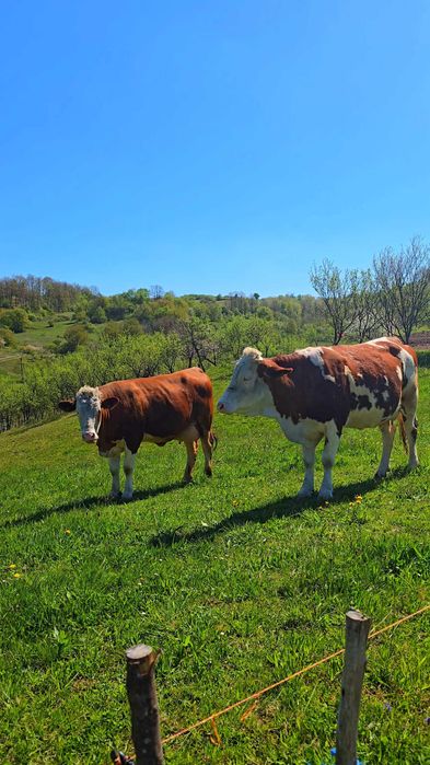 Vând vitea de 8 săptămâni!