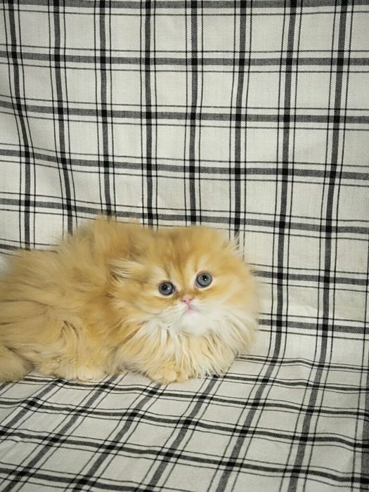 Вязка в квартире золотой