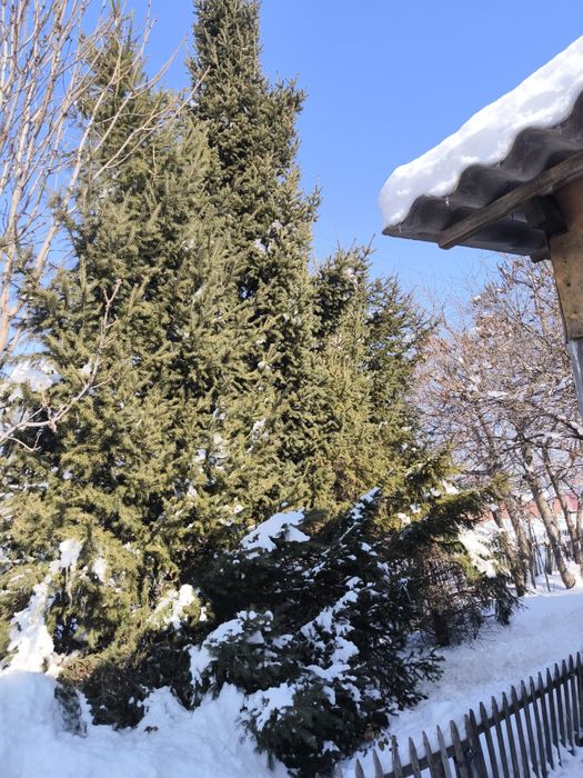 Ель обыкновенная