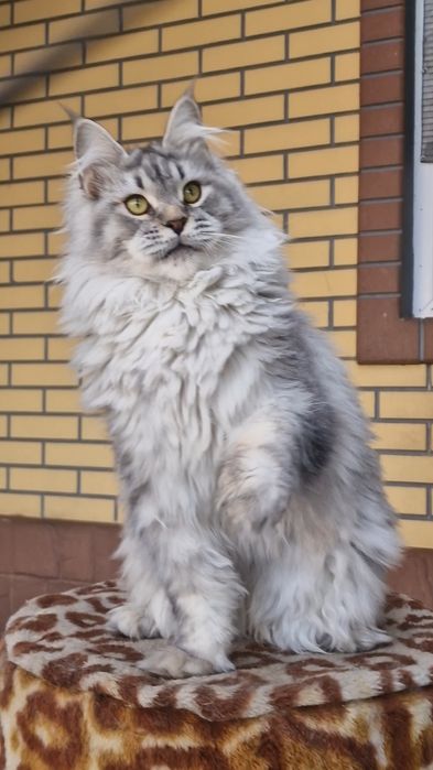 Мейн-кун девочка